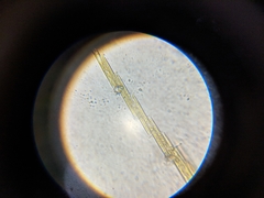 Bacillaria paxillifera