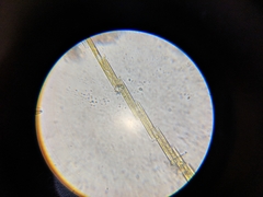 Bacillaria paxillifera