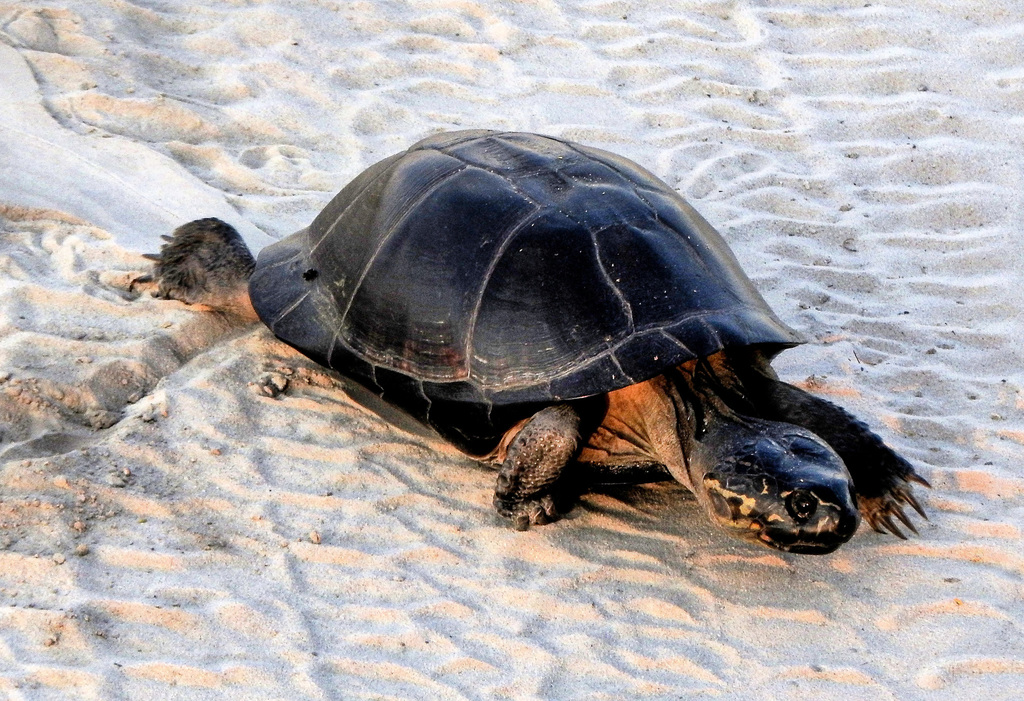 Okavango Mud Turtle