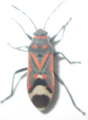 Graptostethus septus