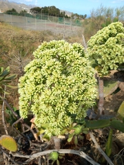 Aeonium urbicum image