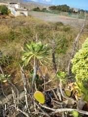 Aeonium urbicum image