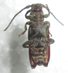 Apomecyna