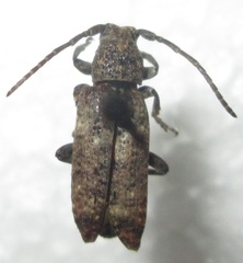 Apomecyna