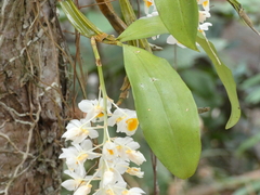 Dendrobium farmeri, photograph (c) luluchouette, some rights reserved (CC BY)