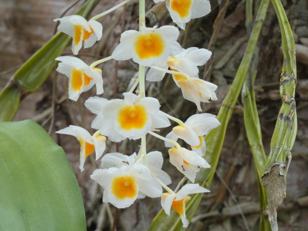 Dendrobium farmeri