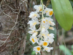 Dendrobium farmeri, photograph (c) luluchouette, some rights reserved (CC BY)