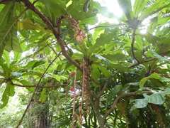 Barringtonia macrocarpa (Barringtonia macrocarpa)