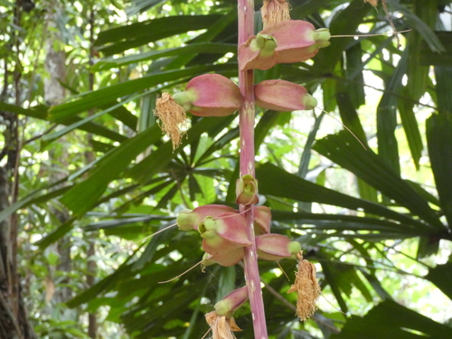 Barringtonia macrocarpa, photograph 1