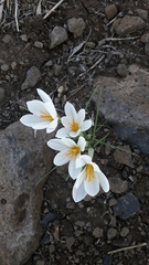 Crocus aleppicus
