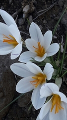 Crocus aleppicus