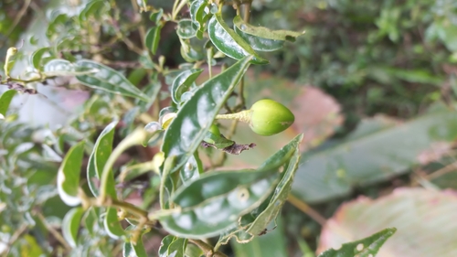 Athenaea wettsteiniana (Athenaea wettsteiniana)