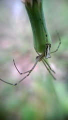 Leucauge blanda