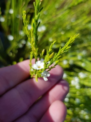 Coleonema juniperinum