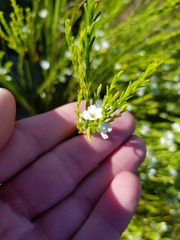 Coleonema juniperinum