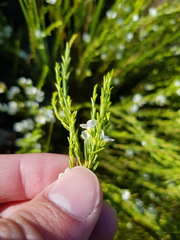 Coleonema juniperinum