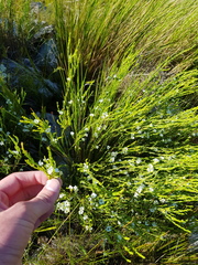 Coleonema juniperinum