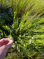 Coleonema juniperinum