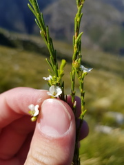 Coleonema juniperinum