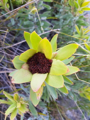 Leucadendron daphnoides