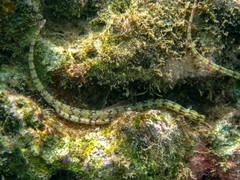 Corythoichthys flavofasciatus