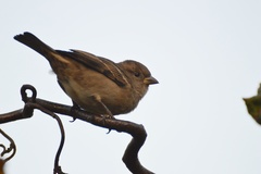 Passer domesticus