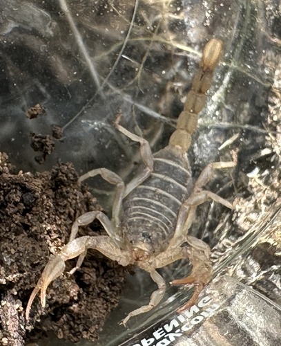 Northern Scorpion photo 6