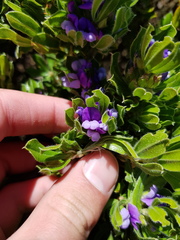 Psoralea mundiana