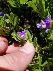 Psoralea mundiana