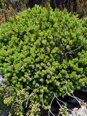 Psoralea mundiana
