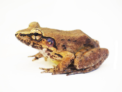 Limnonectes paramacrodon