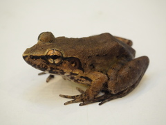 Limnonectes paramacrodon