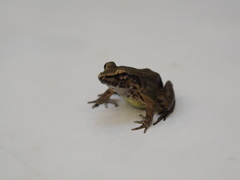 Limnonectes paramacrodon