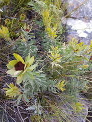 Leucadendron daphnoides