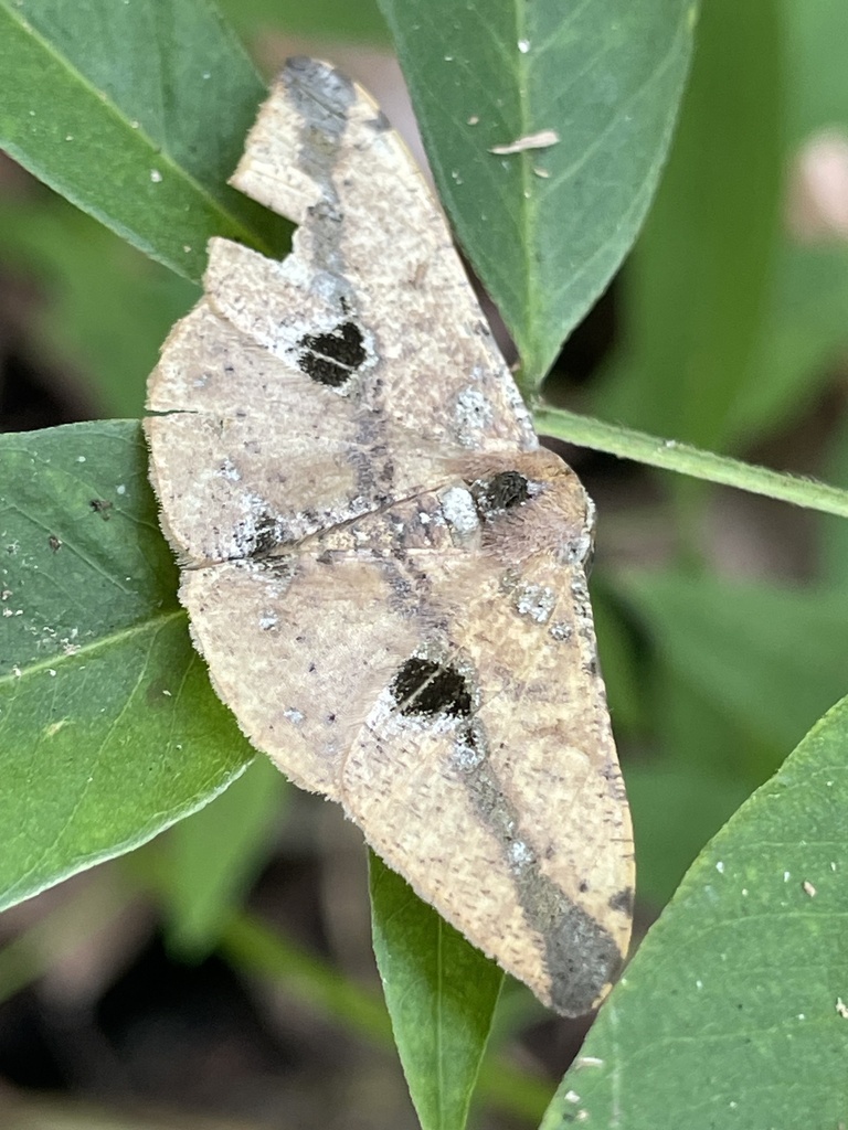 Psilocerea melanops