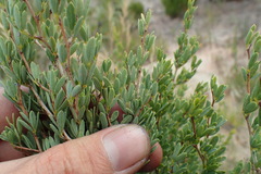 Indigofera denudata