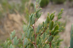 Indigofera denudata