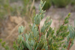 Indigofera denudata