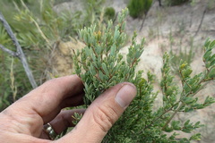 Indigofera denudata