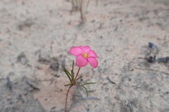 Oxalis polyphylla