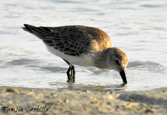 Calidris alpina