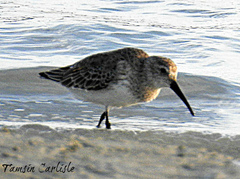 Calidris alpina