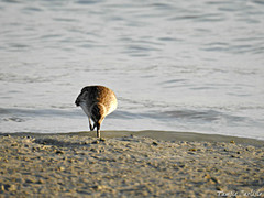 Calidris alpina