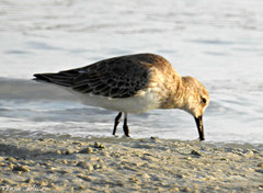 Calidris alpina