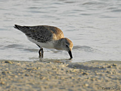 Calidris alpina