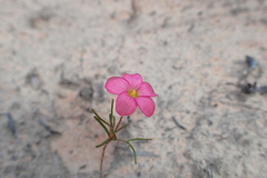 Oxalis polyphylla