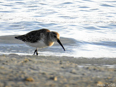Calidris alpina