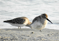 Calidris alpina