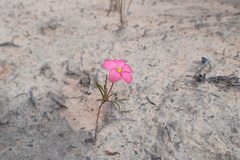 Oxalis polyphylla
