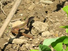 Takydromus viridipunctatus